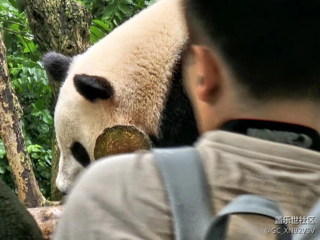 線下攝影活動(dòng)回顧貼 - 熊貓基地拍“大貓”