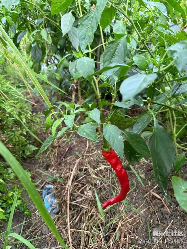 【捕捉夏日美好】勞動(dòng)光榮