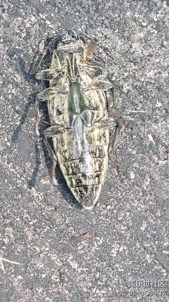 #我喜歡的攝影模式——微距拍攝