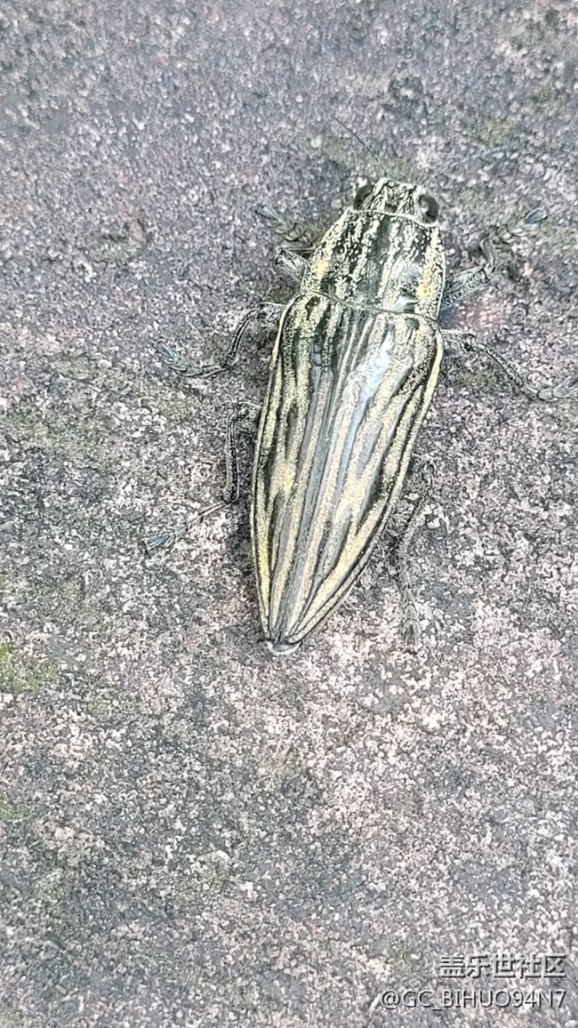 #我喜歡的攝影模式——微距拍攝