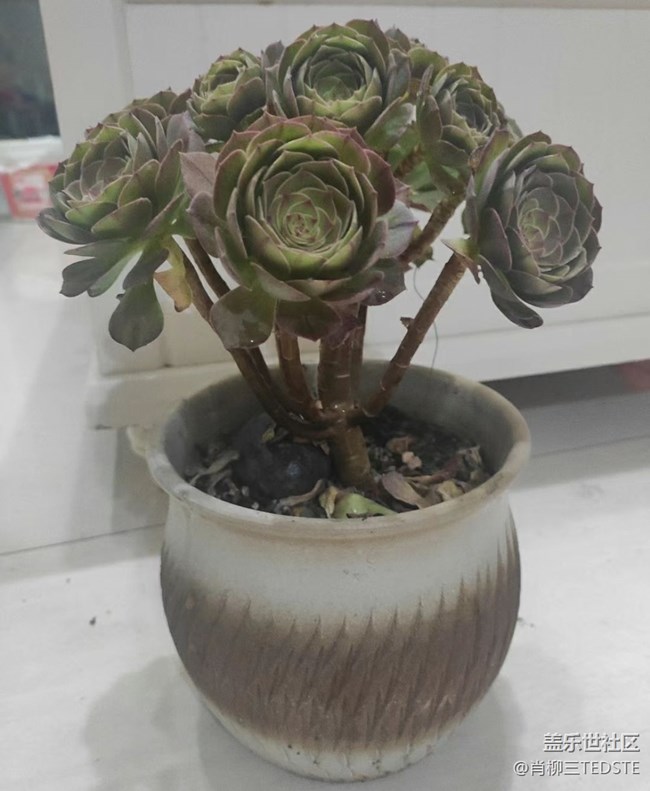 #我喜歡的攝影模式——近景