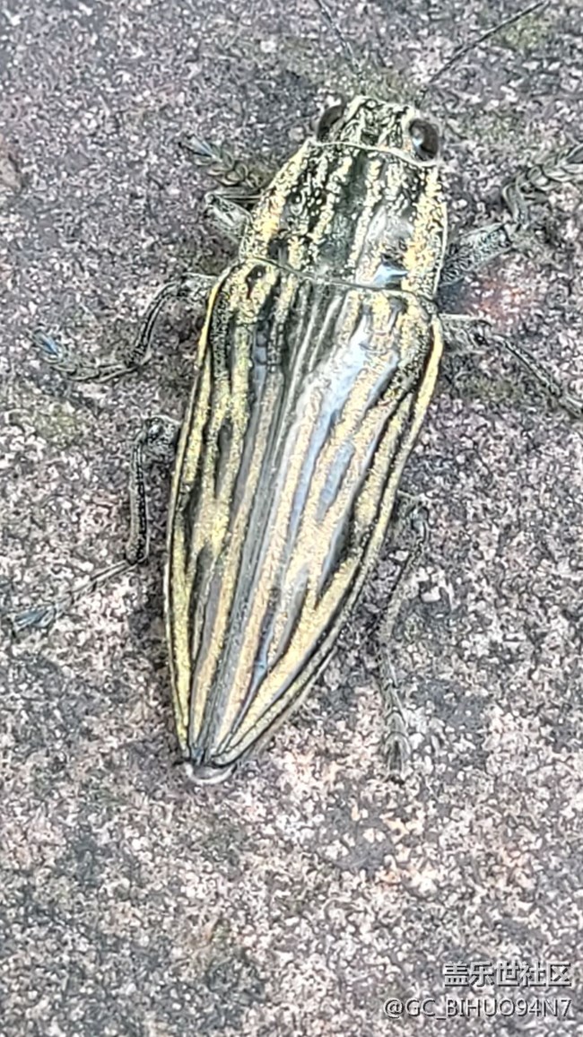 #我喜歡的攝影模式——微距拍攝