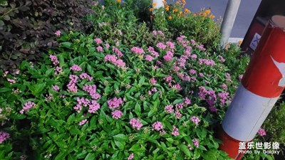 【最美初秋】秋季花圃