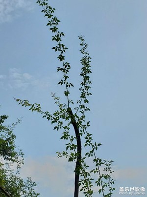 【再見(jiàn)夏天】+揮手告別夏天