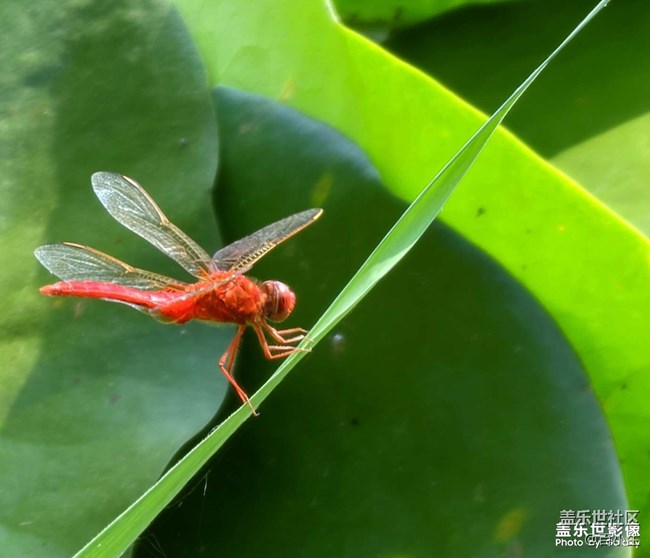 《精品大咖秀》 第十四期：教師節(jié)快樂
