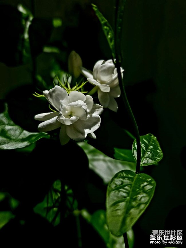 《精品大咖秀》 第十四期：教師節(jié)快樂