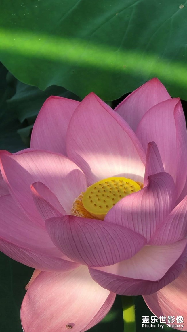 《精品大咖秀》 第十四期：教師節(jié)快樂