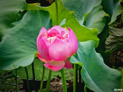 【最美初秋】夏末荷塘