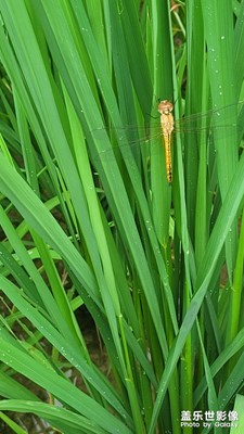 【最美初秋】小蜻蜓