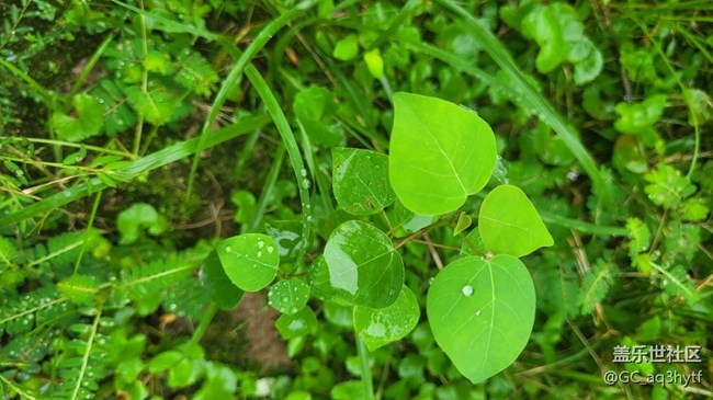 【那年初秋】小草