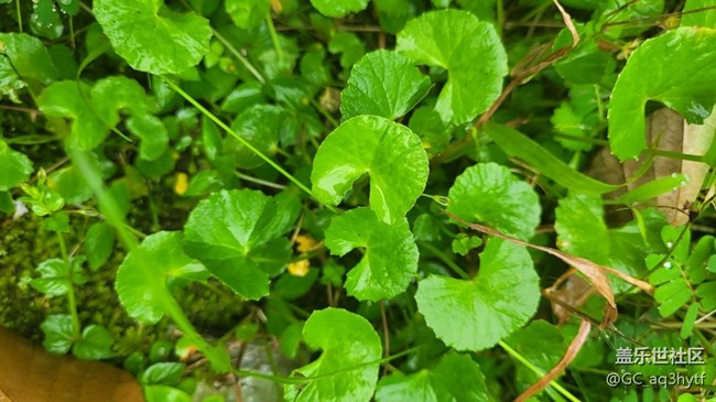 【那年初秋】小草