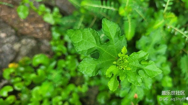 【那年初秋】小草