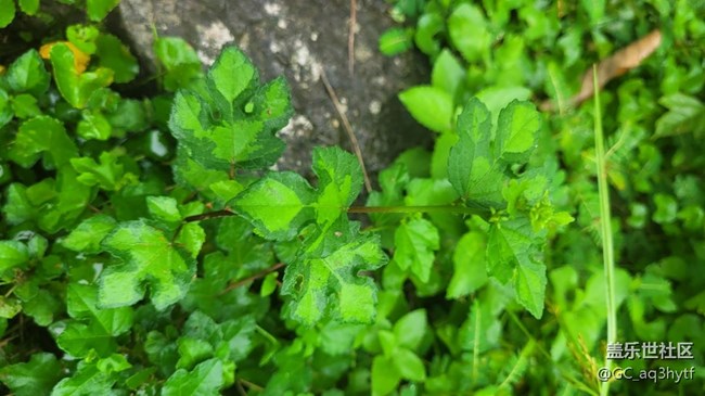 【那年初秋】小草