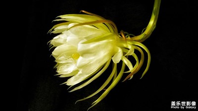 【光陰的故事】+ 再見(jiàn)曇花現(xiàn)