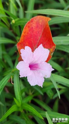 藍(lán)花草