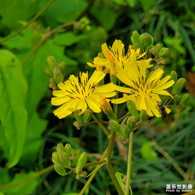 【光陰的故事】+繁花朵朵