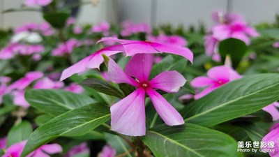 【光陰的故事】+陽光下的花