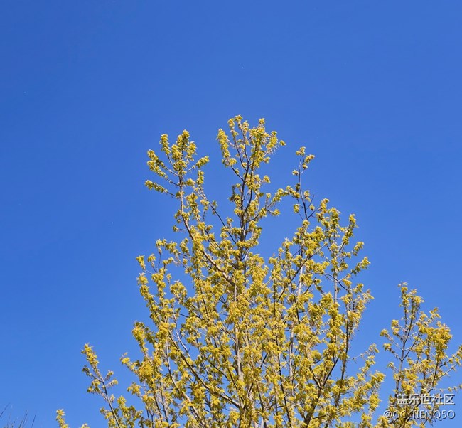 早春時(shí)的景色