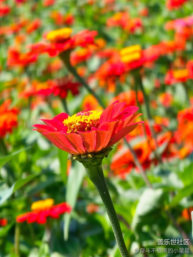 Galaxy S 23Ultra 10倍鏡頭4K60幀拍攝花海