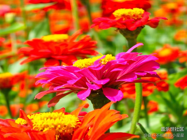 Galaxy S 23Ultra 10倍鏡頭4K60幀拍攝花海