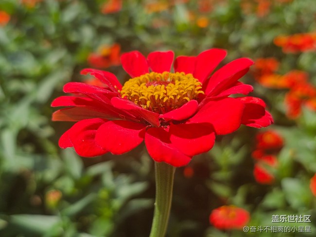 Galaxy S 23Ultra 10倍鏡頭4K60幀拍攝花海