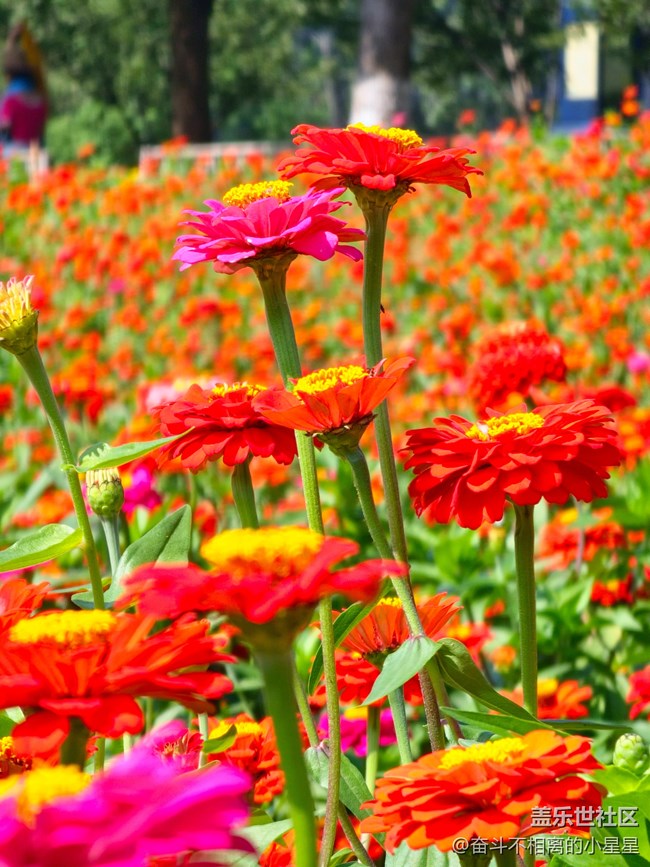 Galaxy S 23Ultra 10倍鏡頭4K60幀拍攝花海