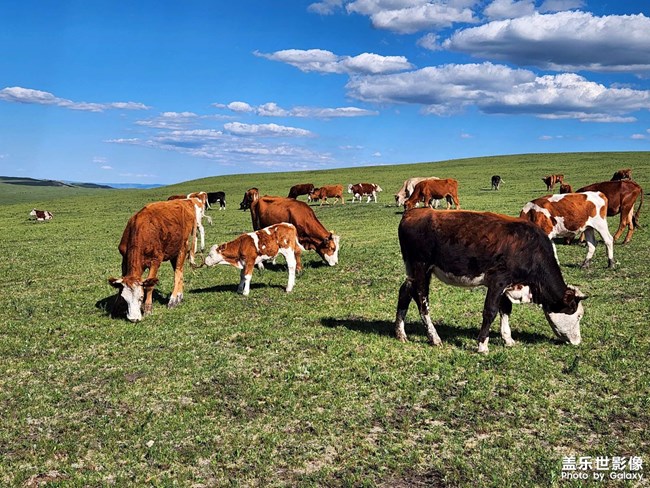 《精品大咖秀》 第十六期：最喜歡的Z系列