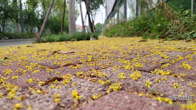 夕陽(yáng)醉意。