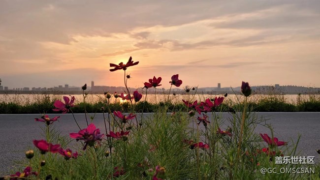 夕陽(yáng)醉意。