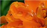 【最美初秋】雨后