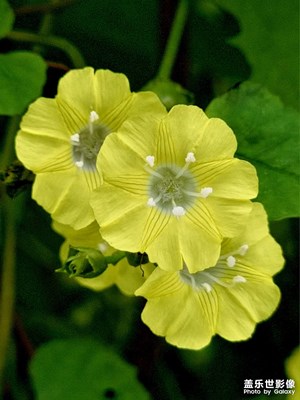 花與蟲