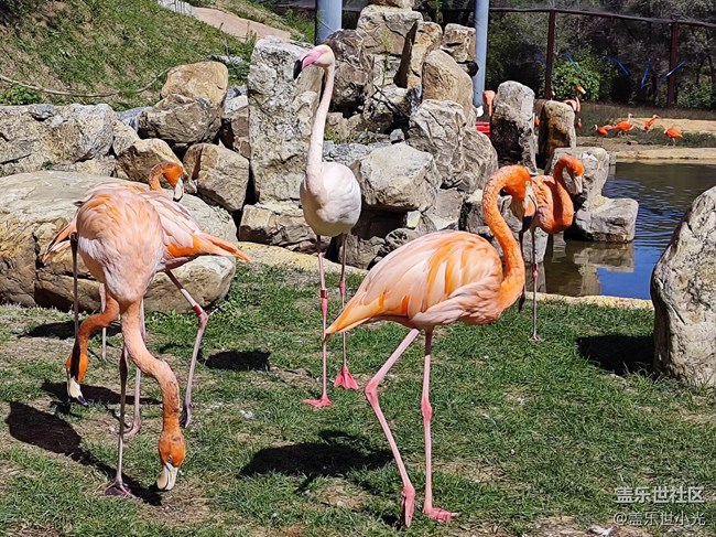 【五代折叠拍动物】三星手机镜头下的动物园