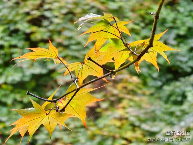 （以愛之名、浪漫隨行）篝火晚會，熱情奔放
