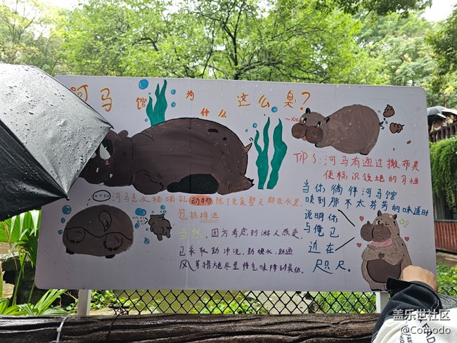 【重慶動物園】打卡大熊貓