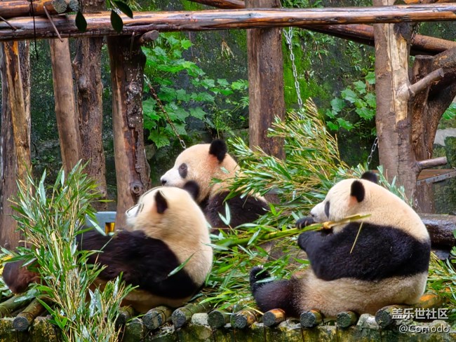 【重庆动物园】打卡大熊猫