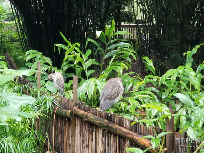 【重慶動物園】打卡大熊貓