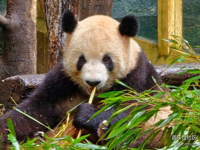 【重慶動物園】打卡大熊貓