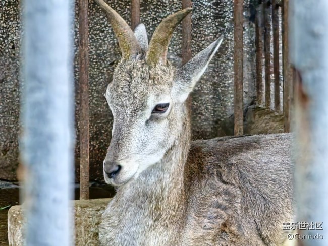 【重慶動物園】打卡大熊貓