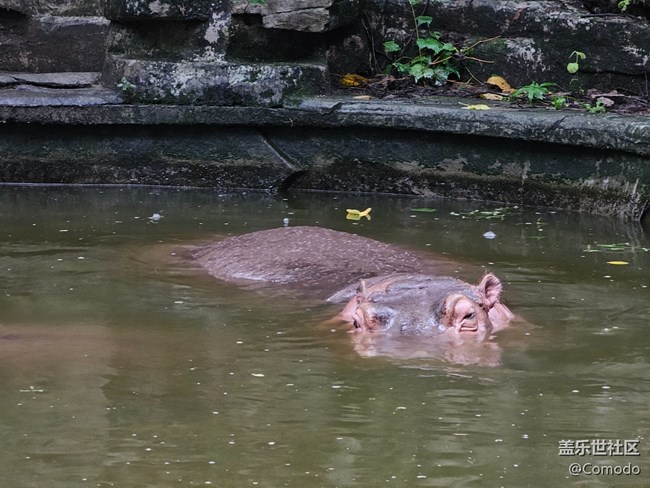 【重慶動物園】打卡大熊貓