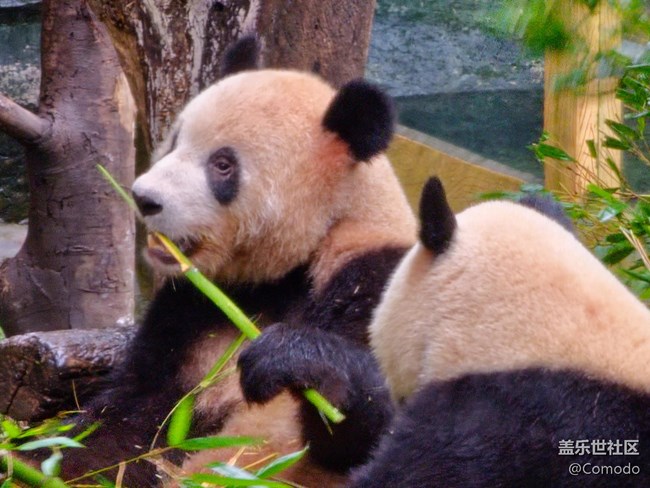 【重庆动物园】打卡大熊猫