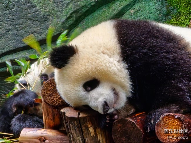 【重慶動物園】打卡大熊貓