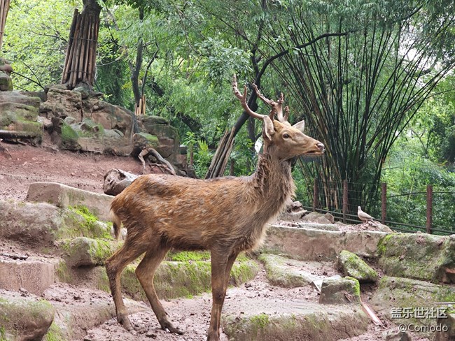 【重慶動物園】打卡大熊貓