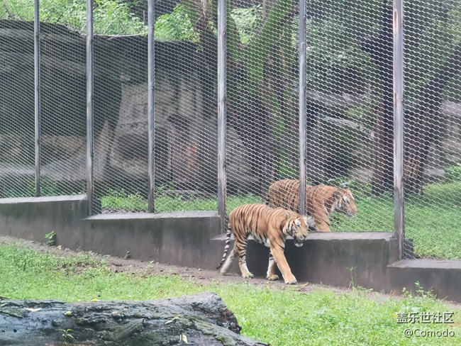 【重慶動物園】打卡大熊貓
