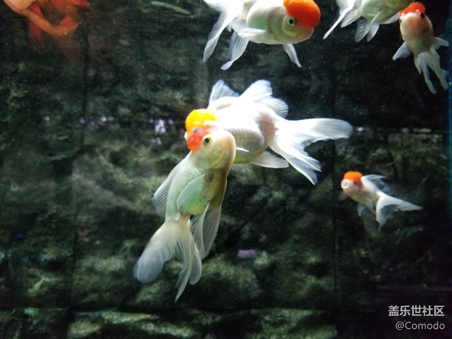 【重慶動物園】打卡大熊貓