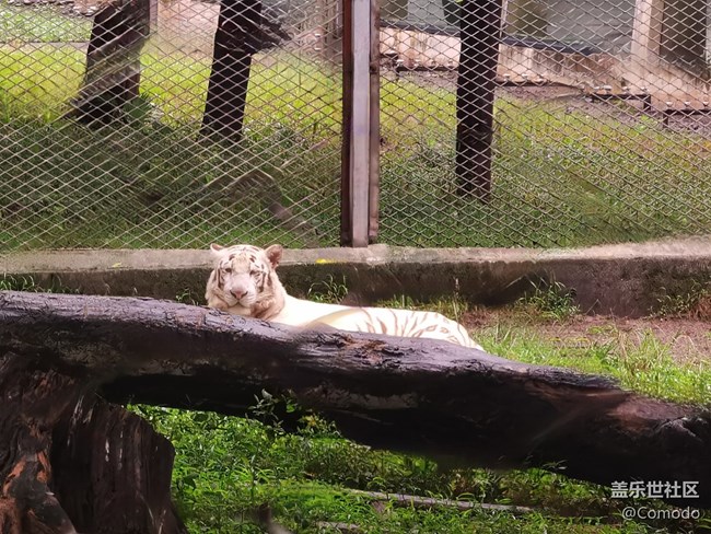 【重慶動物園】打卡大熊貓