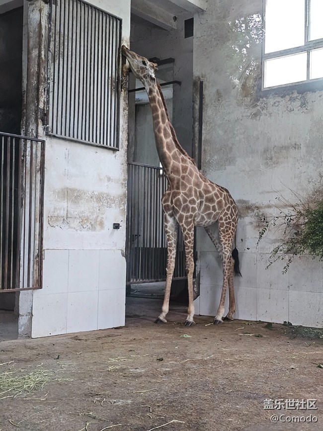 【重慶動物園】打卡大熊貓