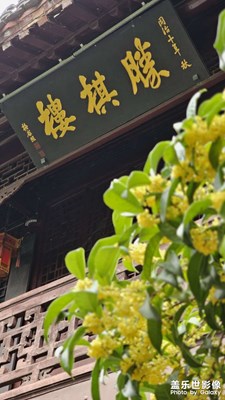 桂花飄香