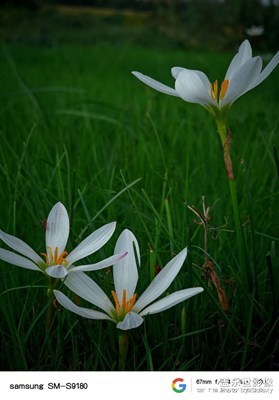 【歡樂小長假】+秋香步道拍花