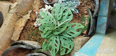 白天拍的兩盆植物，是不是很丑啊？？