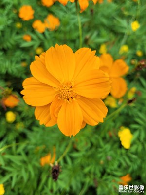 【雙節(jié)小長(zhǎng)假】公園賞花
